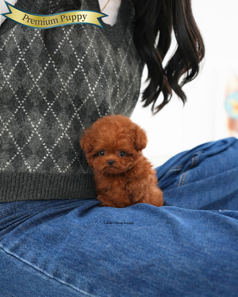 Teacup Poodle Male [Jerry]
