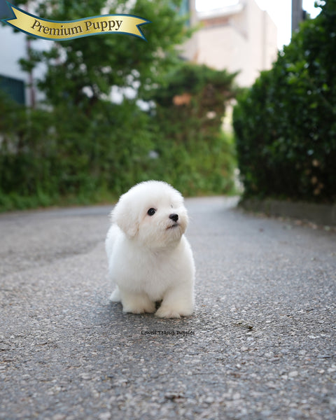 Mini Coton de Tulear Male [Papou]