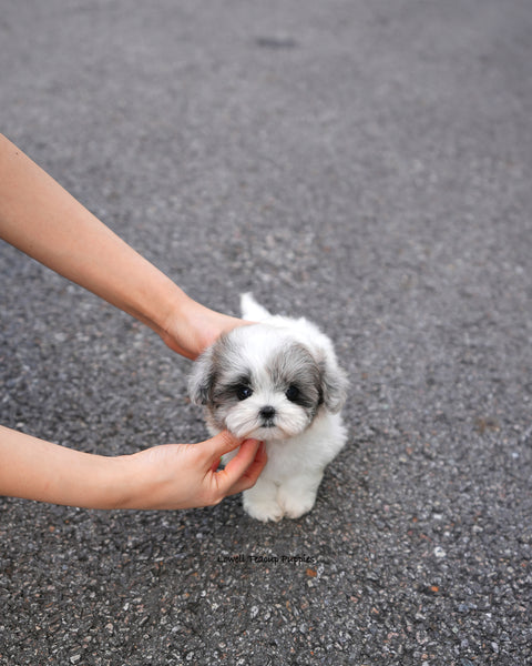 Teacup Maltipoo Female [Sugar]