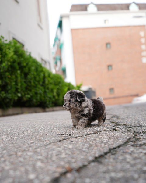 Teacup Poodle Female [Elle]