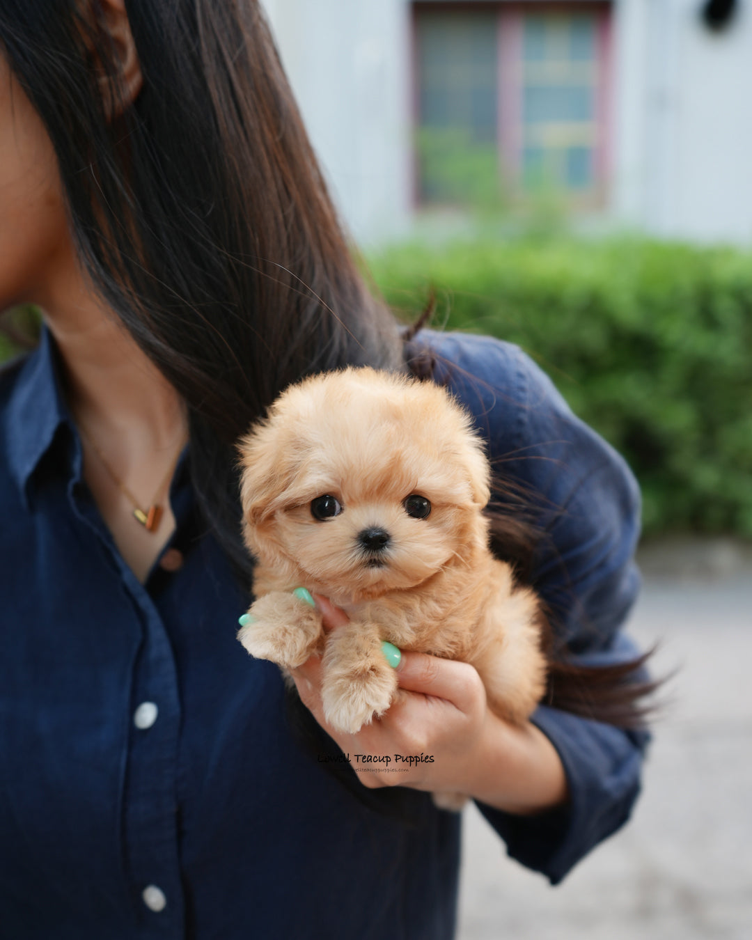 Teacup Maltipoo Female [Evie]
