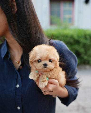 Teacup Maltipoo Female [Evie]