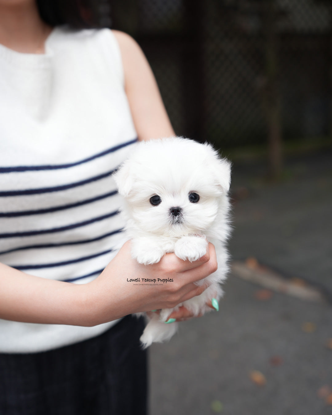Teacup Maltese Male [Lime]