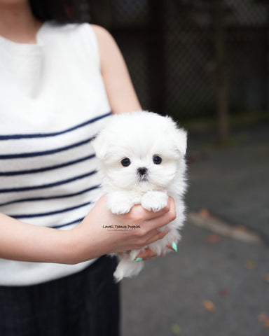 Teacup Maltese Male [Lime]