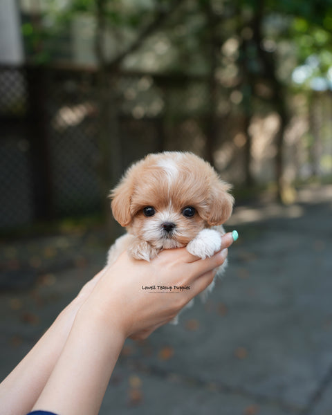 Teacup Maltipoo Male [Zeke]