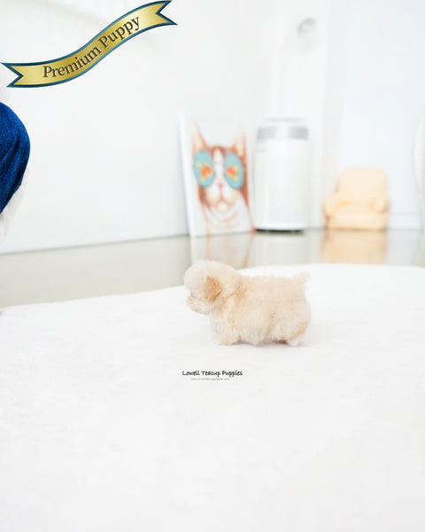 Teacup Poodle Female [Mochi]