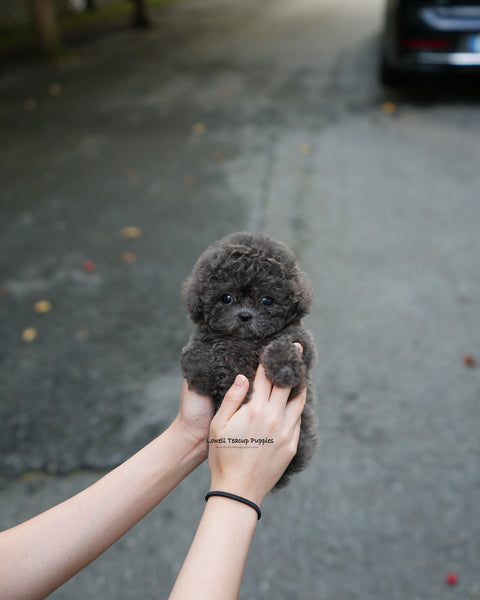 Teacup Poodle Female [Ivy]
