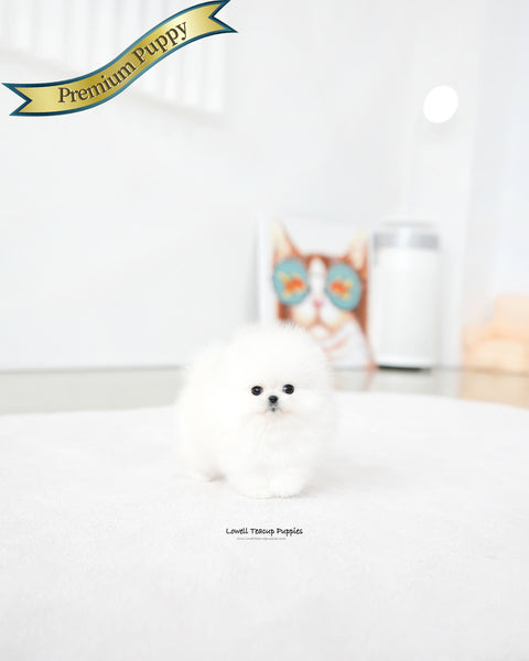 Teacup Pomeranian Male [Marshmallow]