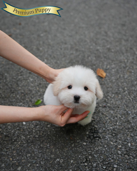 Mini Coton de Tulear Male [Goofy]