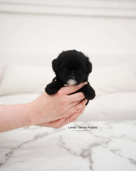 Teacup Maltipoo Female [Haribo]