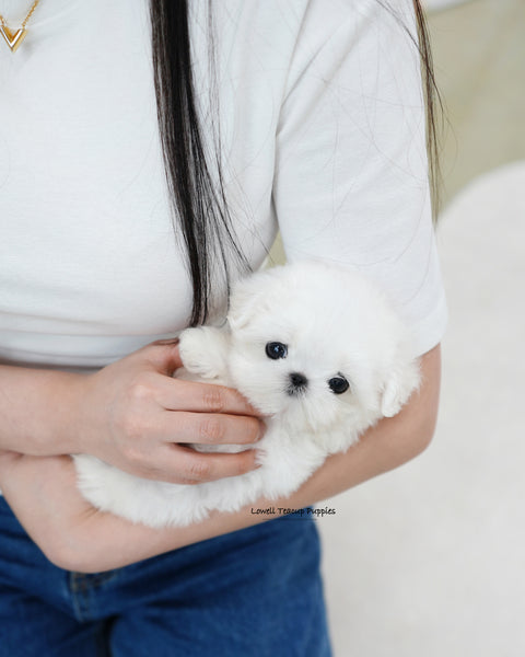 Teacup Maltese Female [Tiki]
