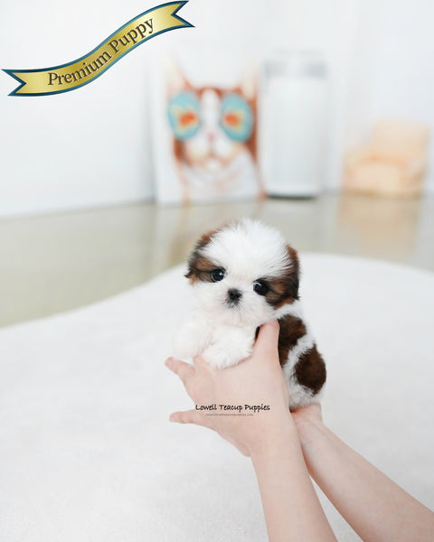 Teacup ShihTzu Female [Darling]