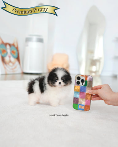 Teacup Pomeranian Female [Sage]