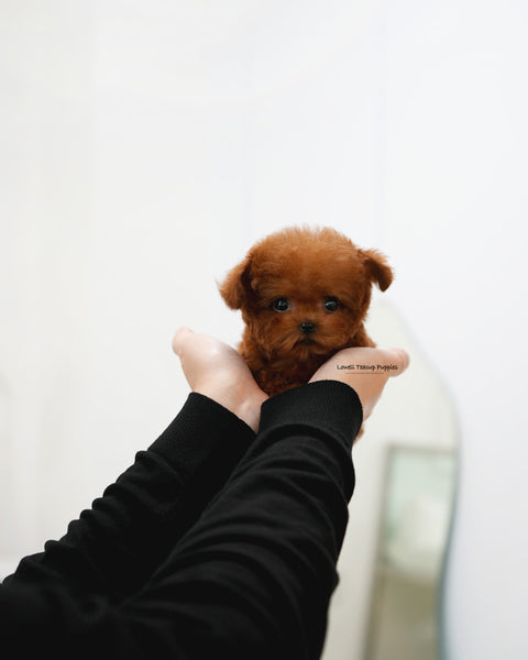 Teacup Poodle Female [Ruby]
