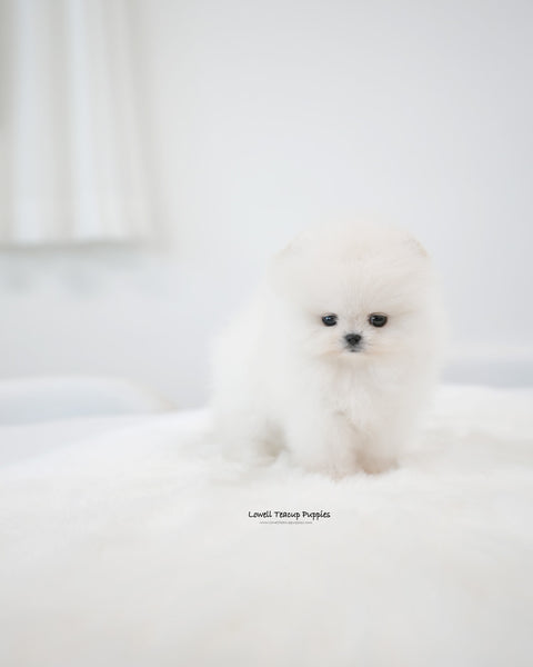 Teacup Pomeranian Female [Emily]