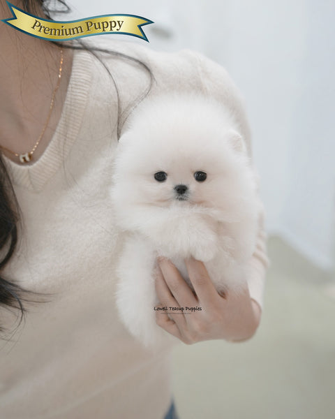 Teacup Pomeranian Male [Roi]