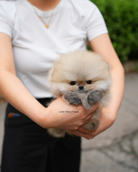 Teacup Pomeranian Male [Lucian]