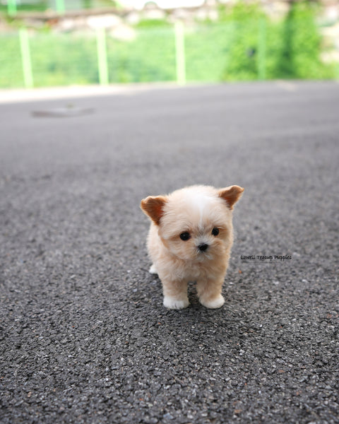 Teacup Maltipoo Male [Titi]