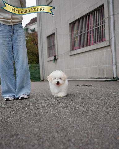 Mini Coton de Tulear Male [Dubu]