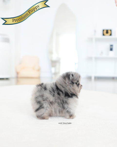 Teacup Pomeranian Male [Dewey]