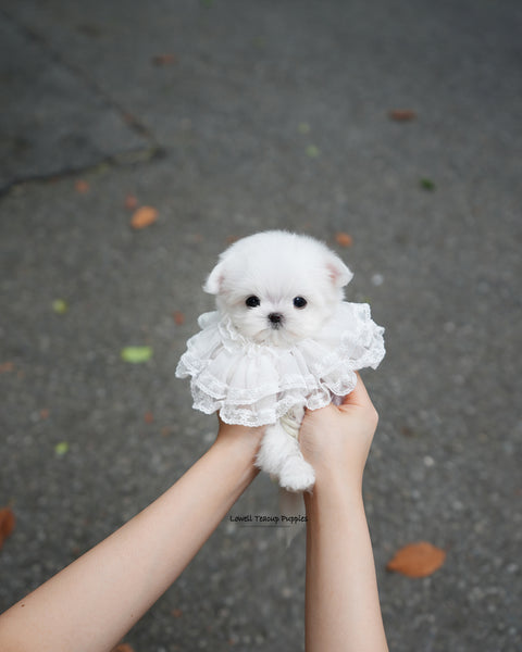 Teacup Maltese Female [Helen]