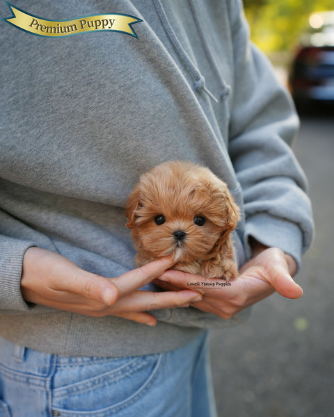 Teacup Maltipoo Female [Mila]