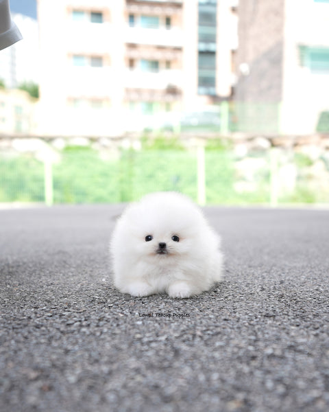 Teacup Pomeranian Male [Lolly]