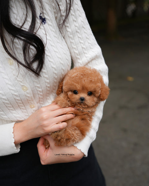 Teacup Poodle Male [Orin]