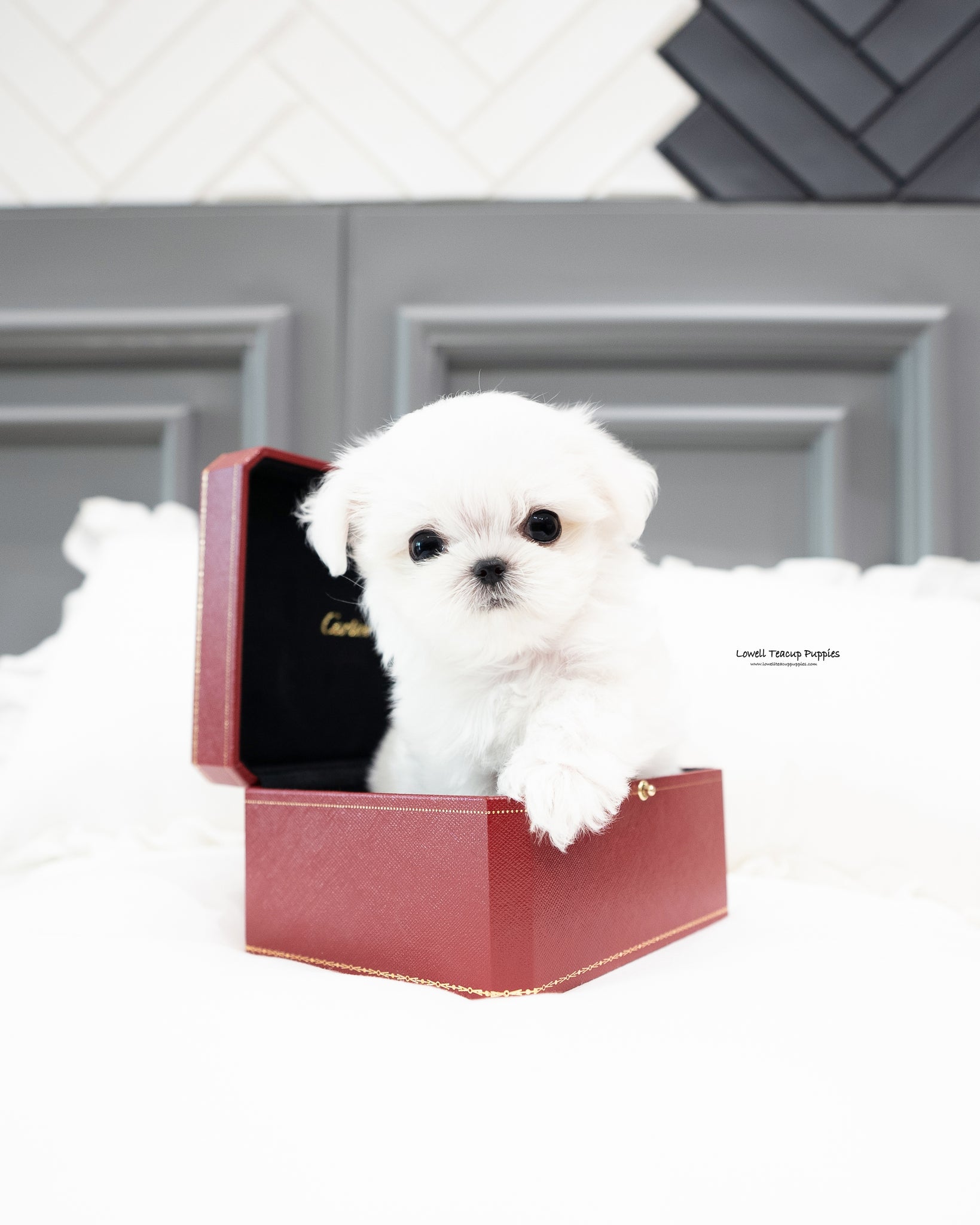 Teacup Maltese Male [Snow]