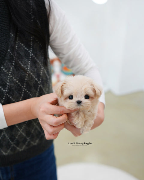 Teacup Maltipoo Male [Eden]