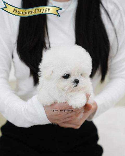 Teacup Bichon Frise Female [Celine]