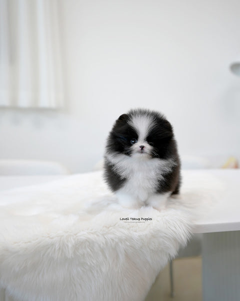 Teacup Pomeranian Female [Lacie]