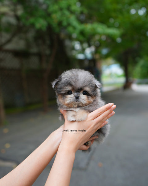 Teacup Maltipom Male [Hugo]