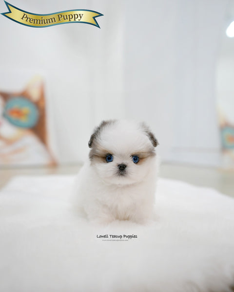 Teacup Maltipom Male [Star]