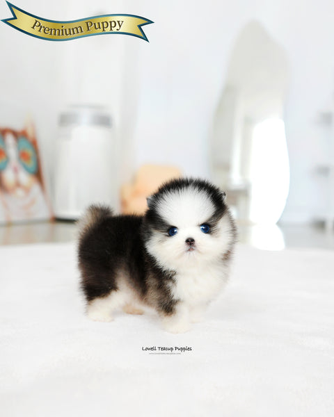 Mini Pomsky Male [Chopa]