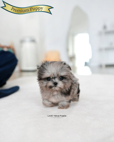 Teacup Maltipoo Female [Aurora]