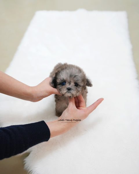 Teacup Maltipoo Female [Marine]