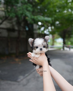 Teacup Morkie Female [Prada]