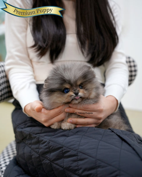 Teacup Pomeranian Male [Moon]