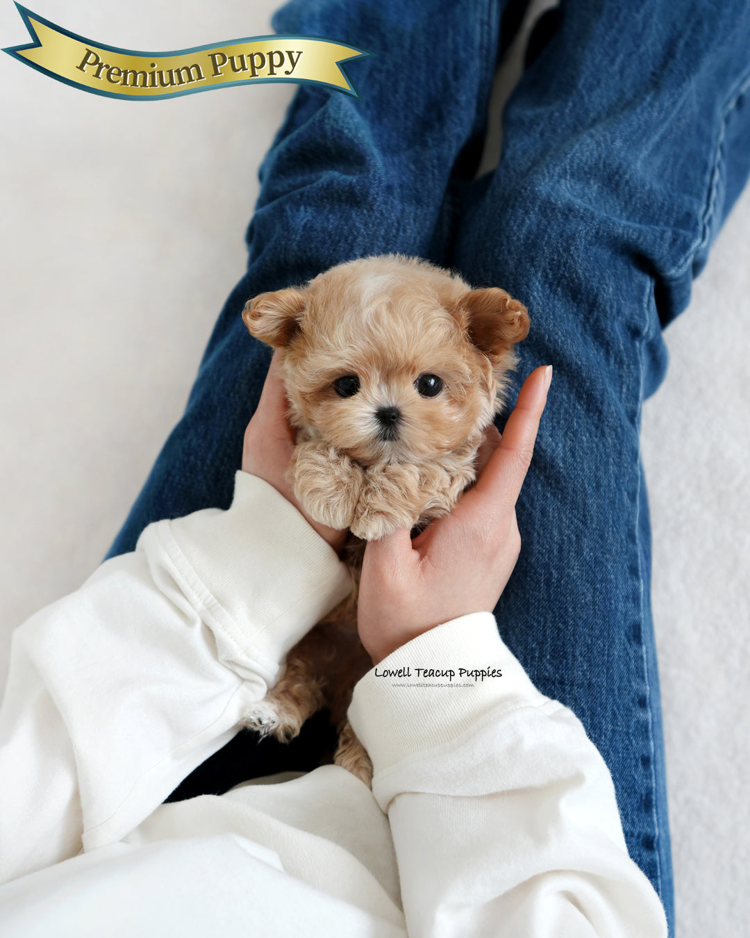 Teacup Maltipoo Male [Manon]