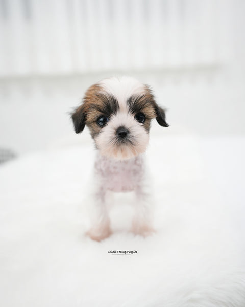 Teacup Chinese Crested Female [Elara]