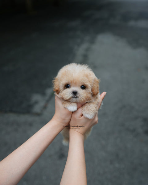Teacup Maltipoo Male [Paco]