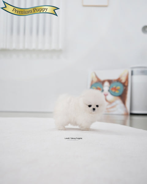 Teacup Pomeranian Female [Kiara]