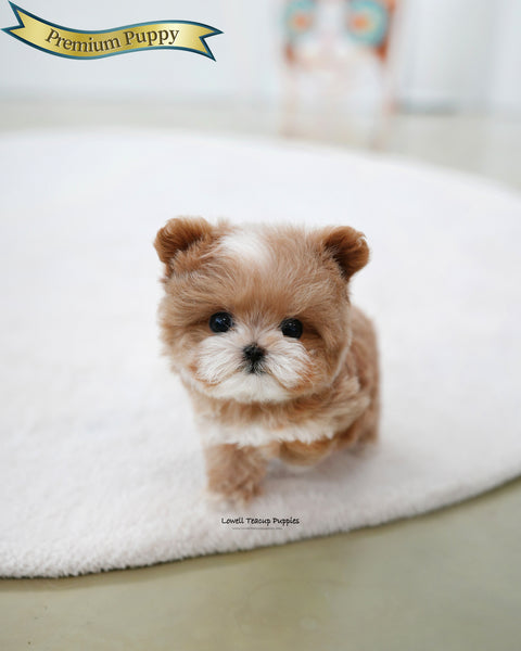 Teacup Maltipoo Male [Mickey]