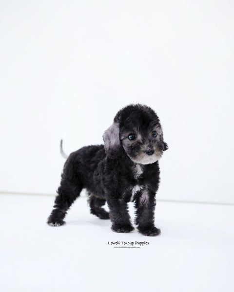 Mini Bedlington Terrier Female [Ring]