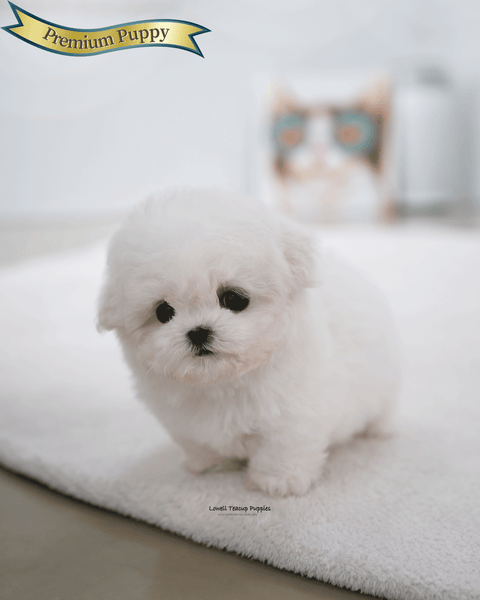 Teacup Bichon Frise Female [May]