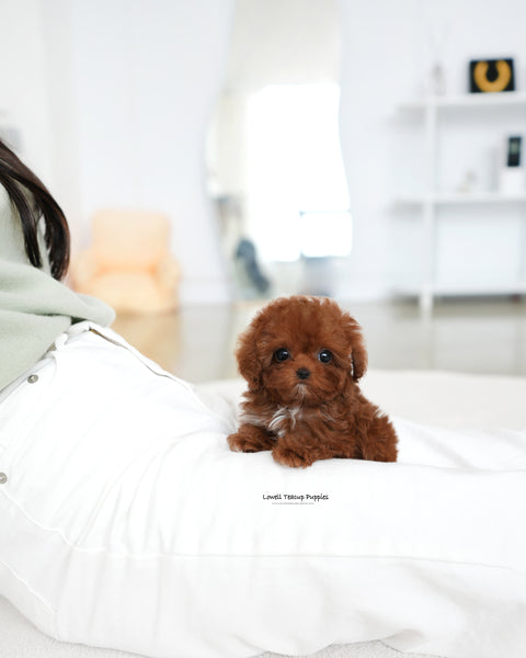Teacup Poodle Female [Evelyn]