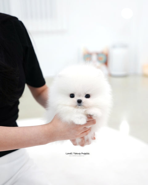 Teacup Pomeranian Female [Sienna]