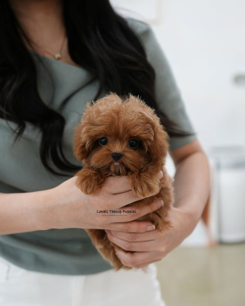 Teacup Maltipoo Male [Lenny]