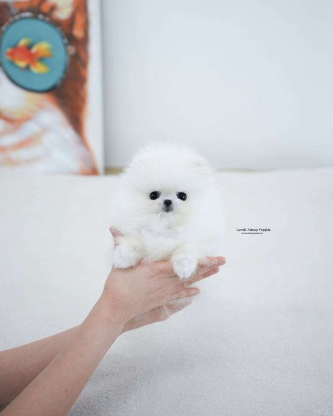 Teacup Pomeranian Male [Milk]